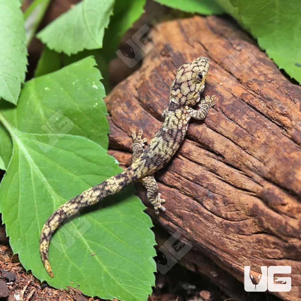Baby Chameleon Gecko - Image 2