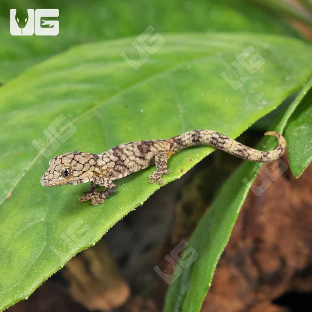 Baby Chameleon Gecko #4