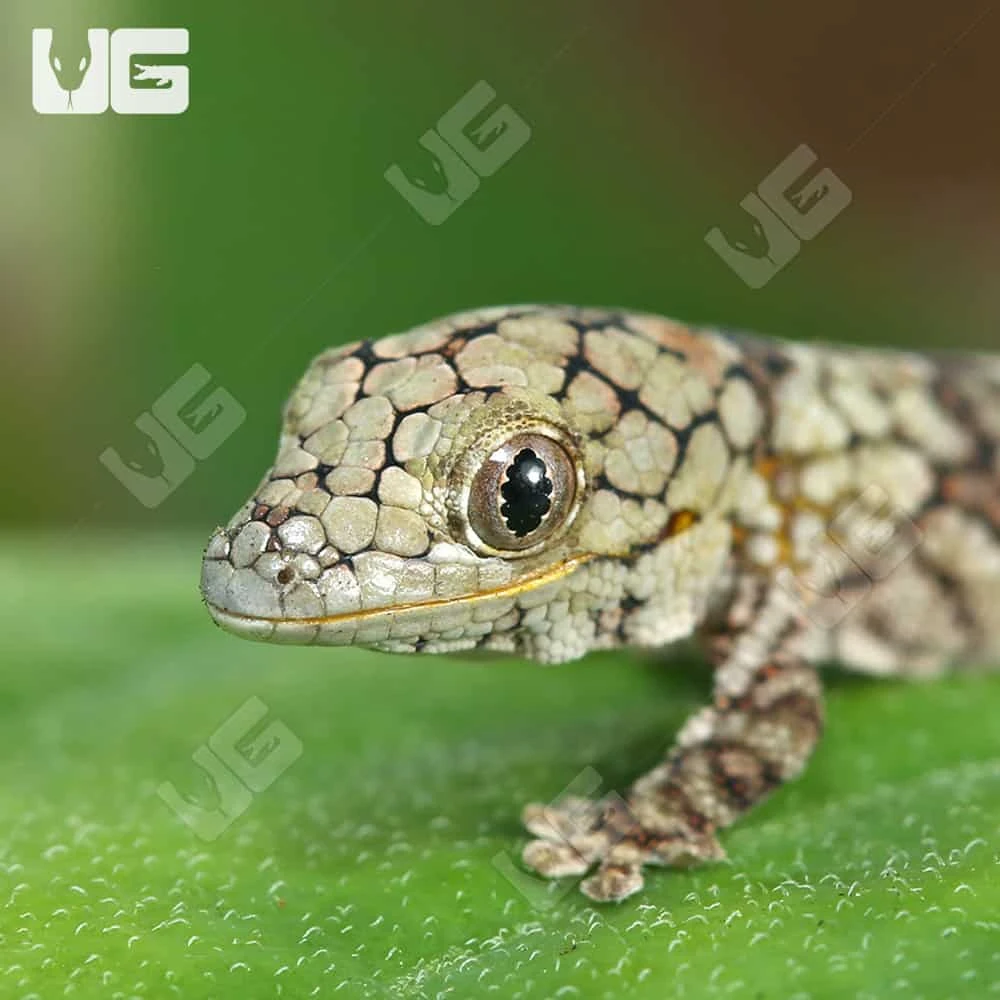 Baby Chameleon Gecko #4 - Image 2