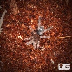 Chiapas Tiger Rump Tarantula (.25 – .75”)