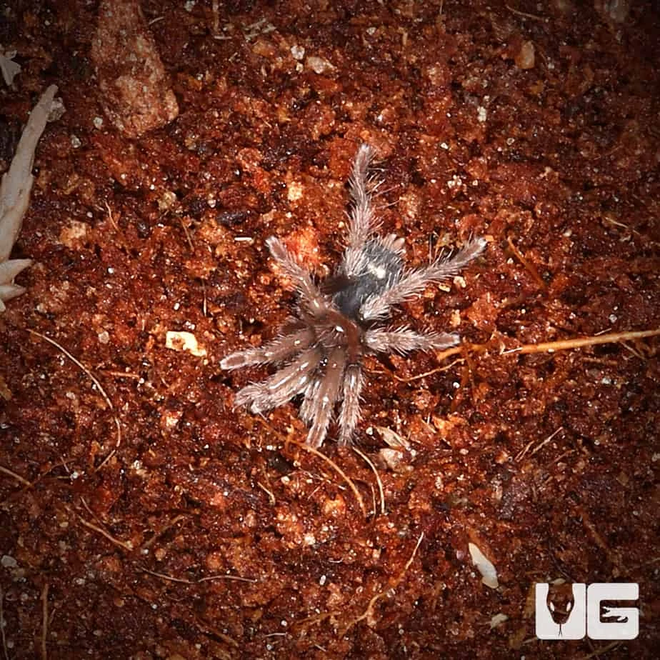 Chiapas Tiger Rump Tarantula (.25 – .75”)