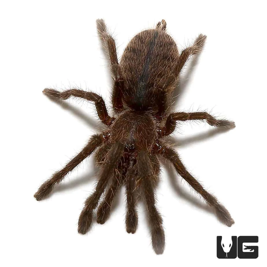 Cobalt Blue Tarantula (.5 β 1β)