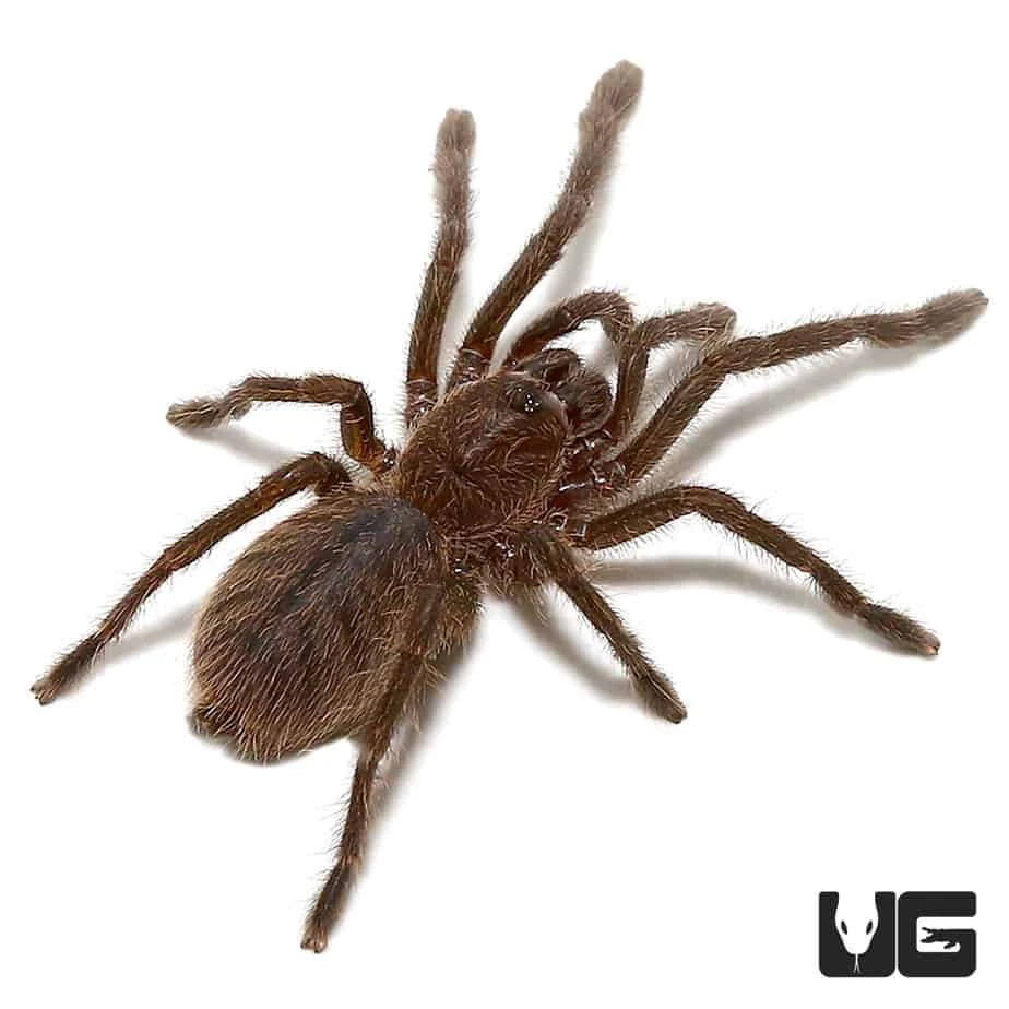 Cobalt Blue Tarantula (.5 β 1β) - Image 2