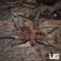 Colombian Blue Bloom Bird Eater Tarantula (.75 – 1.25”)