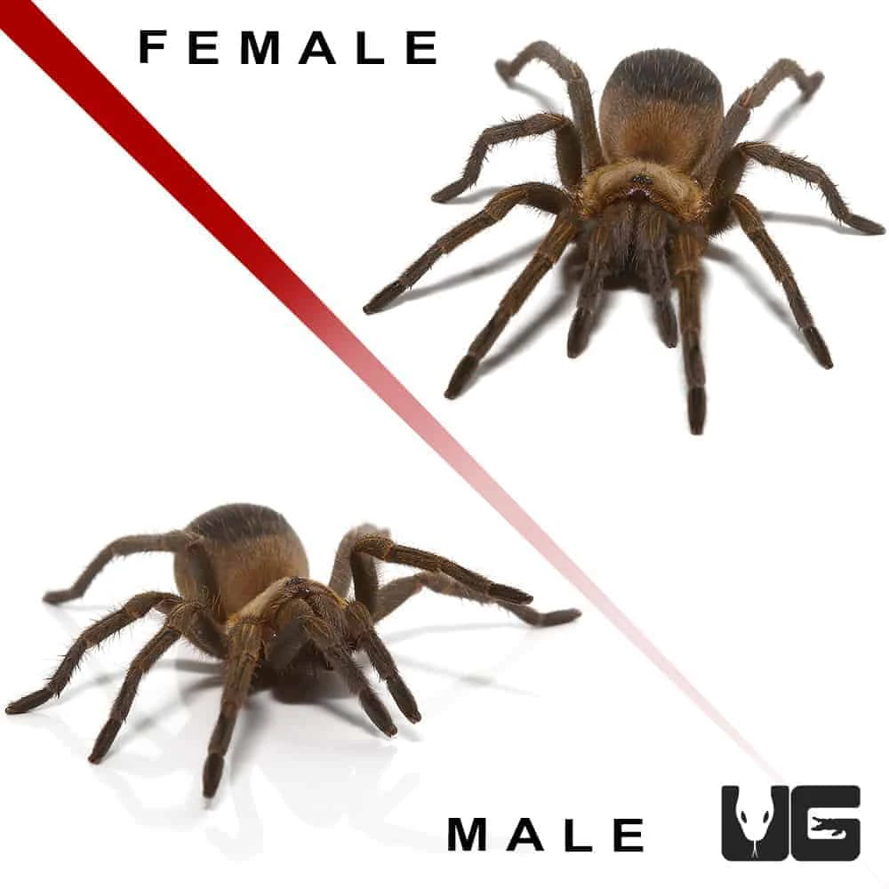 Colombian Purple And Gold Tarantula Pair (.75 β 1β)