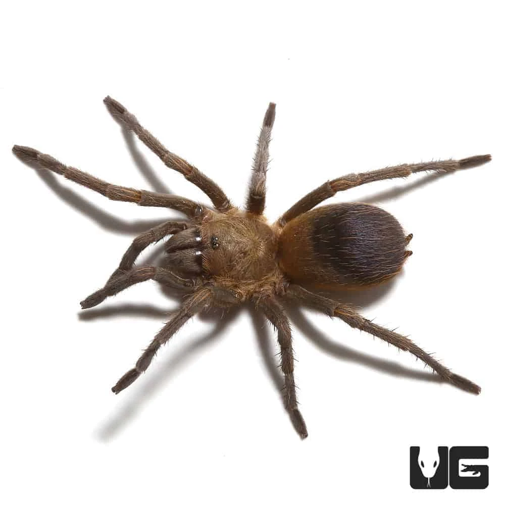 Colombian Purple And Gold Tarantula Pair (.75 β 1β) - Image 2