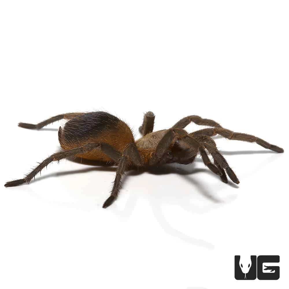Colombian Purple And Gold Tarantula Pair (.75 β 1β) - Image 3