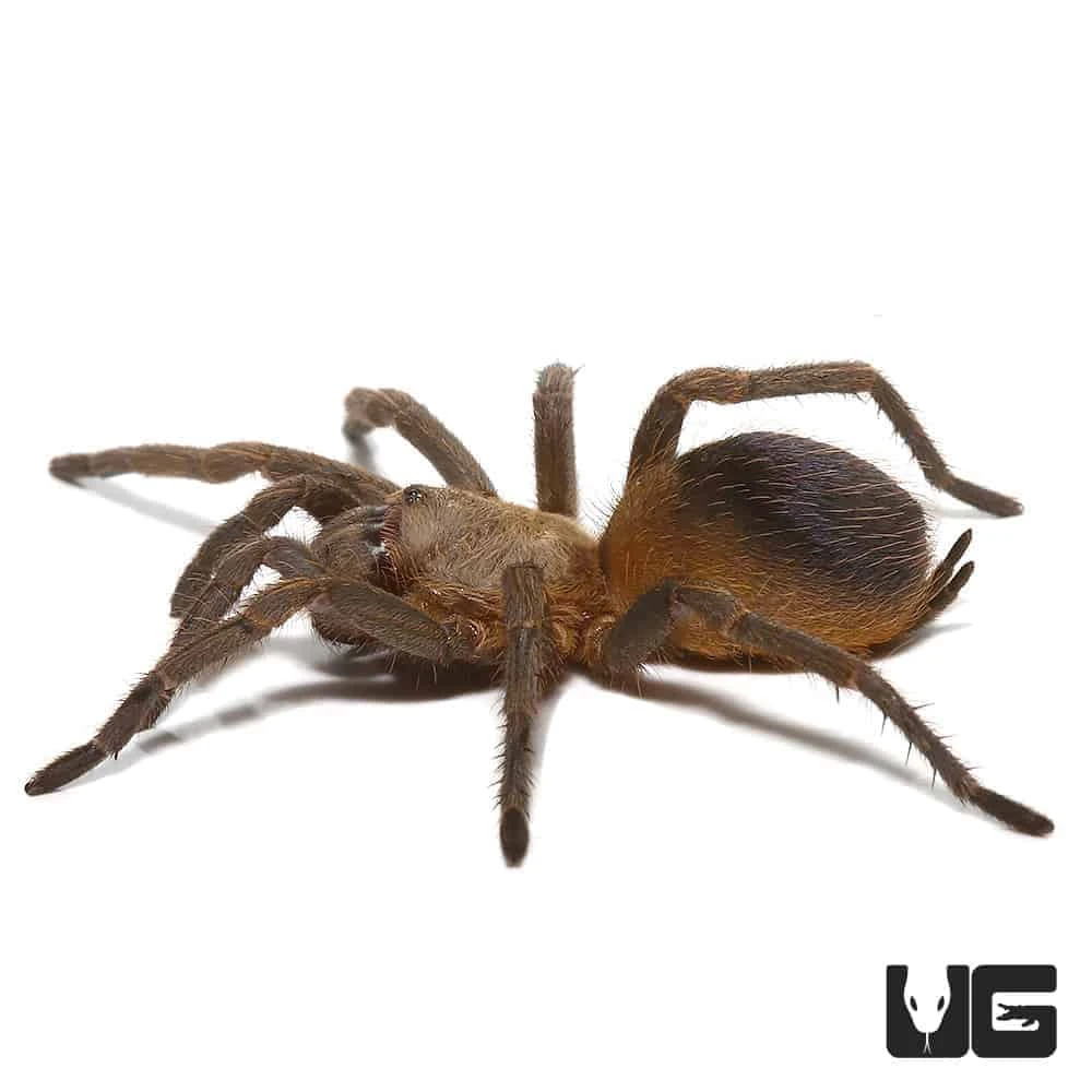 Colombian Purple And Gold Tarantula Pair (.75 β 1β) - Image 4