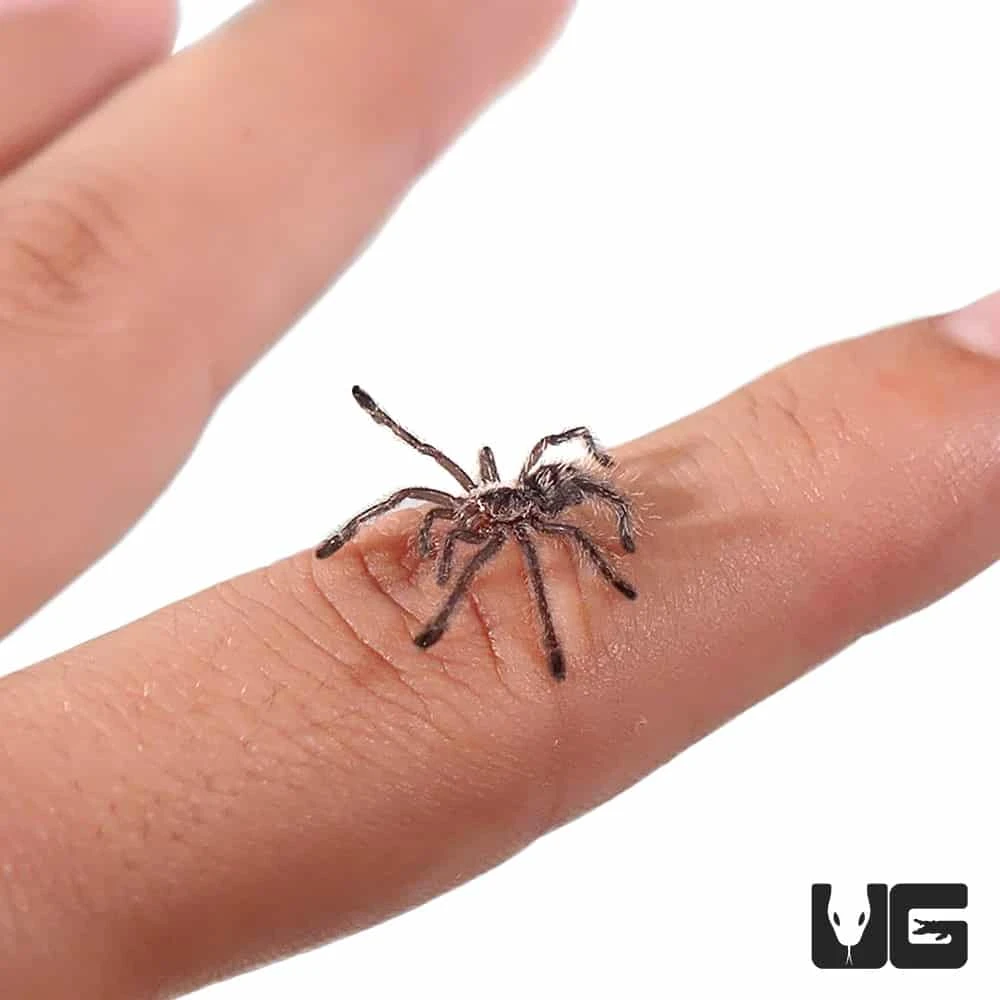 Colombian Purple Pinktoe Tarantula (.25 – .75”)