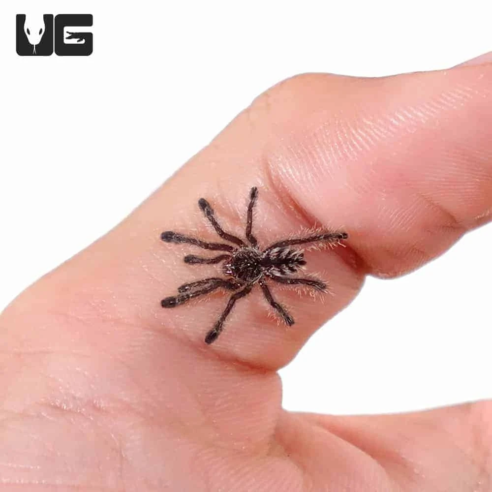 Colombian Purple Pinktoe Tarantula (.25 – .75”) - Image 2