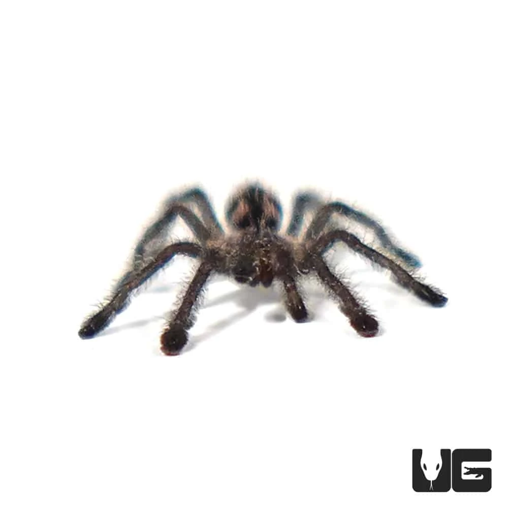 Colombian Purple Pinktoe Tarantula (.25 – .75”) - Image 3