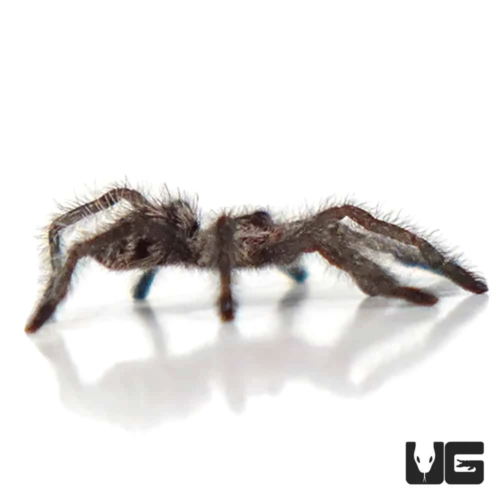 Colombian Purple Pinktoe Tarantula (.25 – .75”) - Image 4