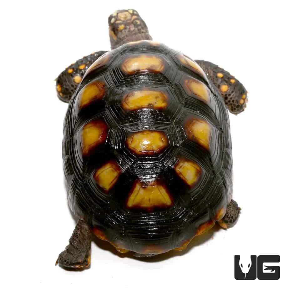Colombian Redfoot Tortoise - Image 2
