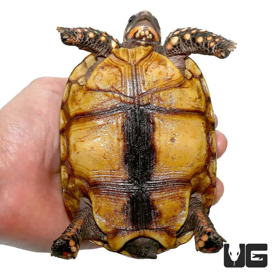Colombian Redfoot Tortoise - Image 3