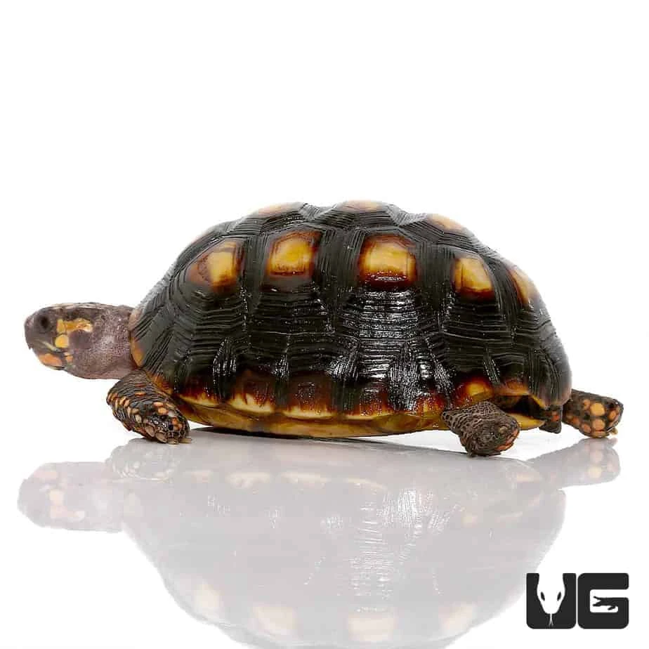 Colombian Redfoot Tortoise - Image 4