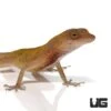 Copper Anole