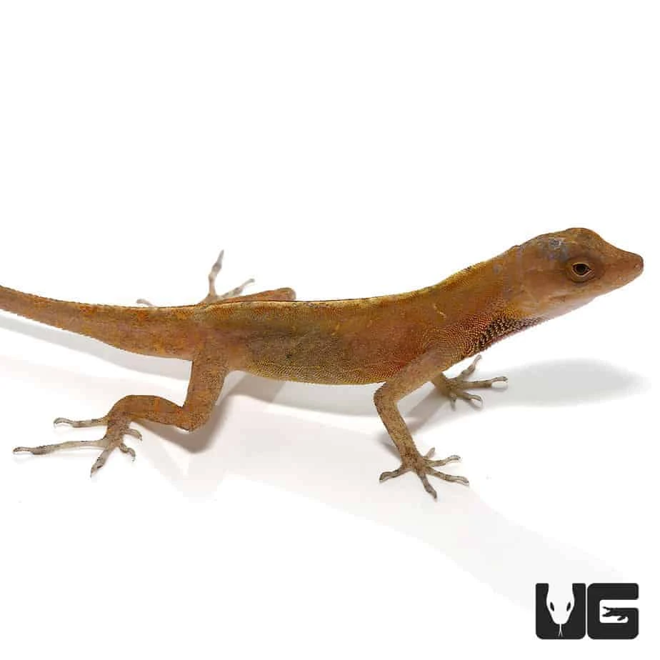 Copper Anole - Image 4