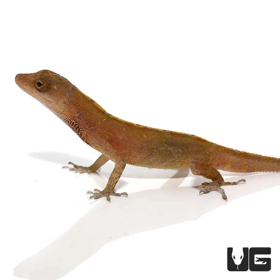 Copper Anole - Image 3