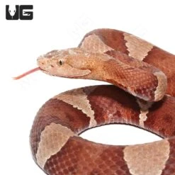 Southern Copperhead Snake