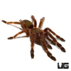 Costa Rican Orange Mouth Tarantula (.75 – 1.25”)