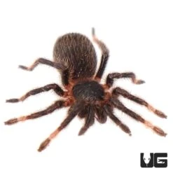 Costa Rican Red Leg Tarantula (1.25 – 1.75”)