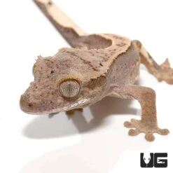 Crackling Fire Pinstripe Crested Gecko