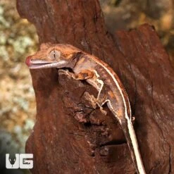 Baby Extreme Harlequin Pinstripe Crested Gecko