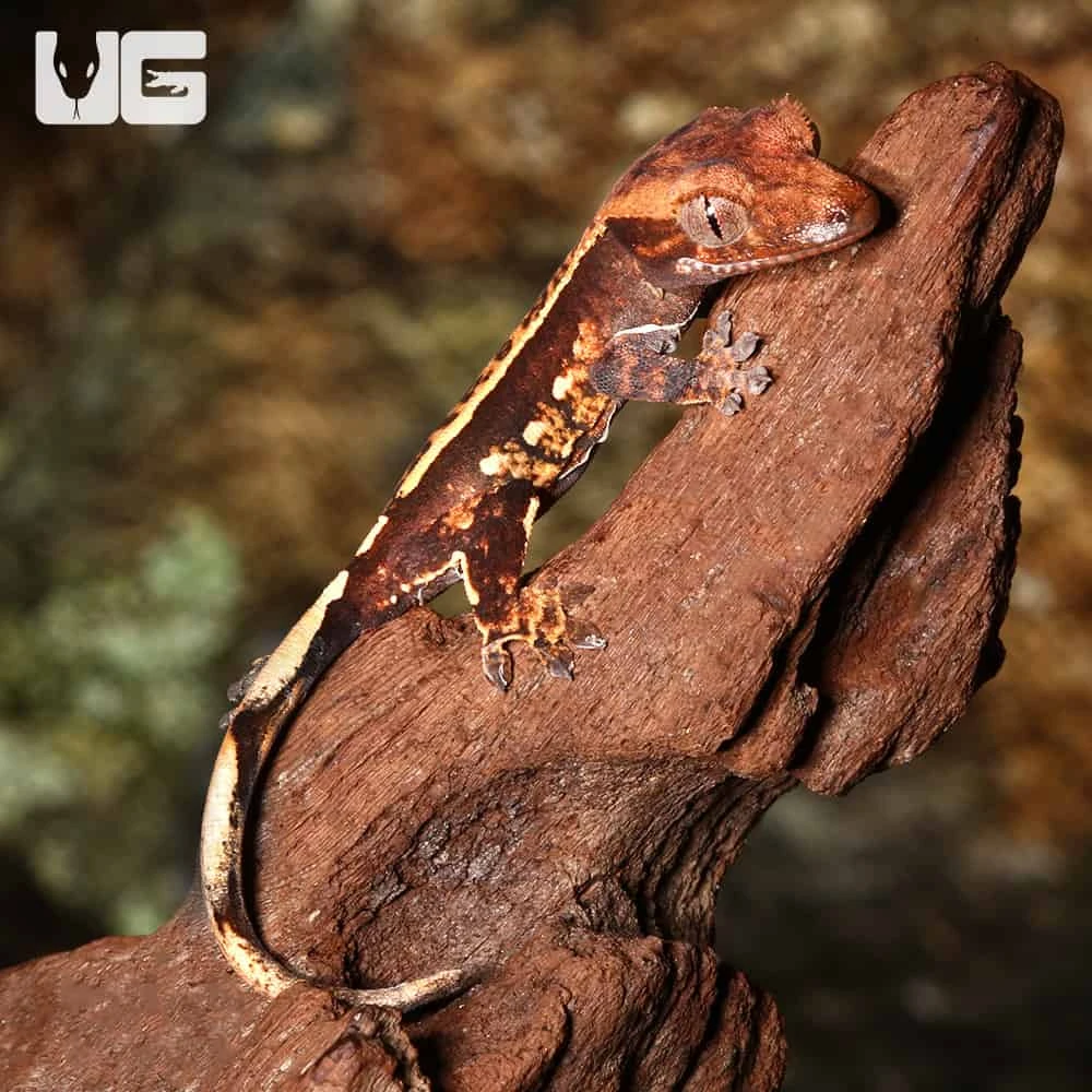 Baby Orange And Cream Pattern With Dark Red Base Partial Pinstripe Harlequin Crested Gecko - Image 3