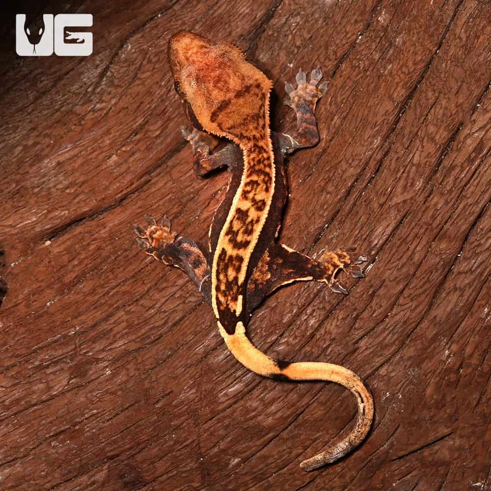 Baby Orange And Cream Pattern With Dark Red Base Partial Pinstripe Harlequin Crested Gecko - Image 2