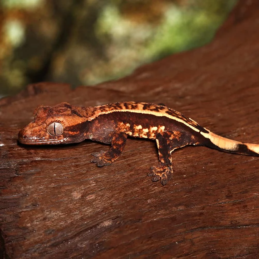 Baby Orange And Cream Pattern With Dark Red Base Partial Pinstripe Harlequin Crested Gecko - Image 4