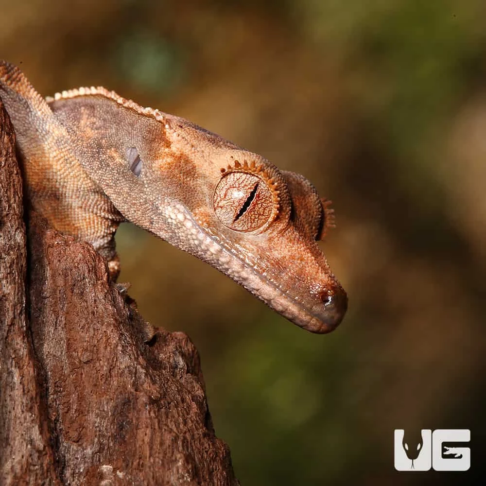 Baby White Wall Full Pinstripe Crested Gecko - Image 4