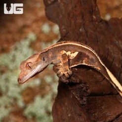 Baby White Wall Full Pinstripe Crested Gecko