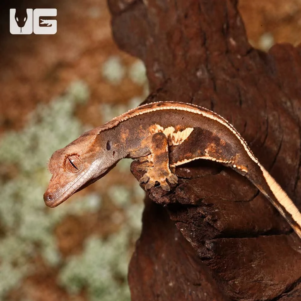 Baby White Wall Full Pinstripe Crested Gecko