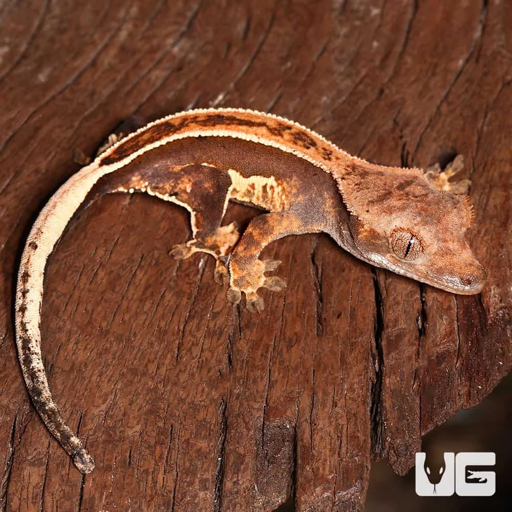 Baby White Wall Full Pinstripe Crested Gecko - Image 3