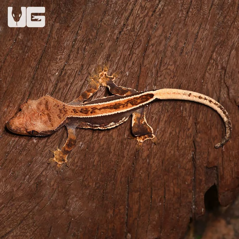 Baby White Wall Full Pinstripe Crested Gecko - Image 2