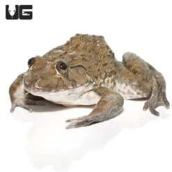 Crowned Bullfrog