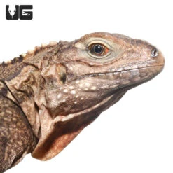 Cuban Rock Iguana Hybrid