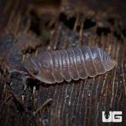 Cubaris Murina Isopods
