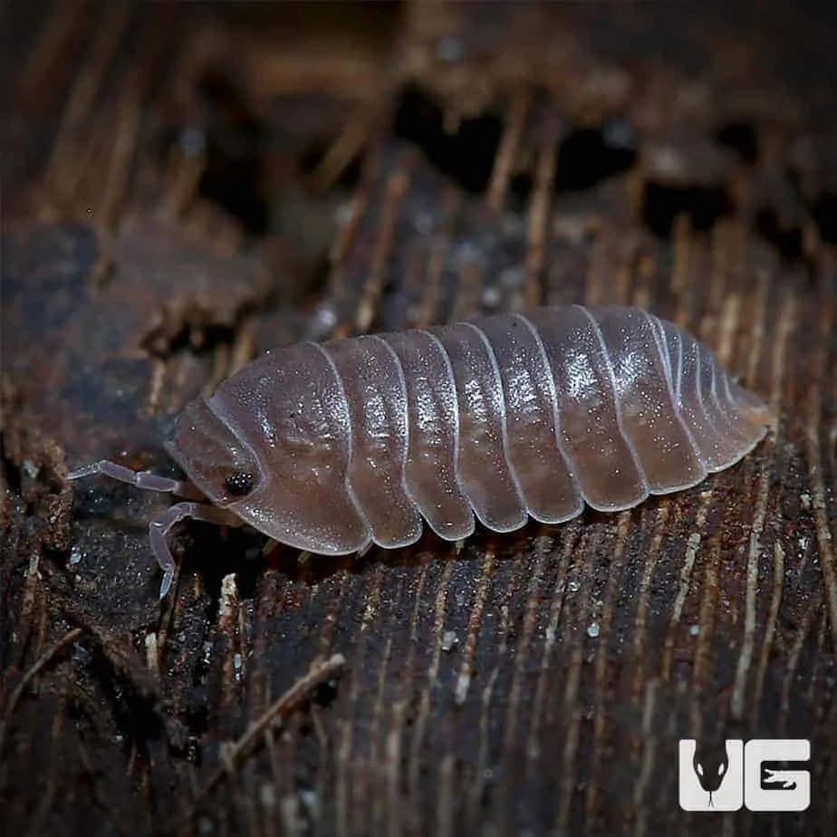 Cubaris Murina Isopods