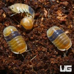 “Amber” Ducky Isopods