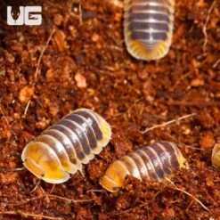 “Jupiter” Isopods