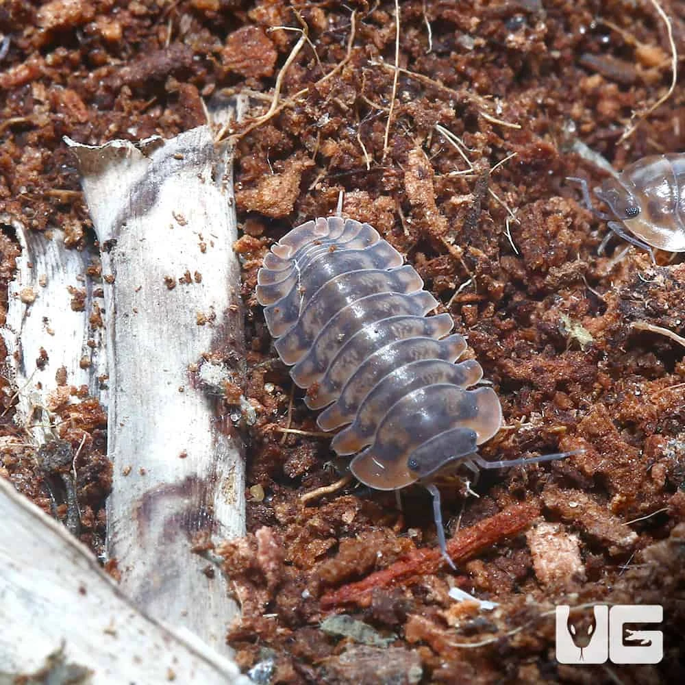 Yellow Tiger Isopods - Image 2