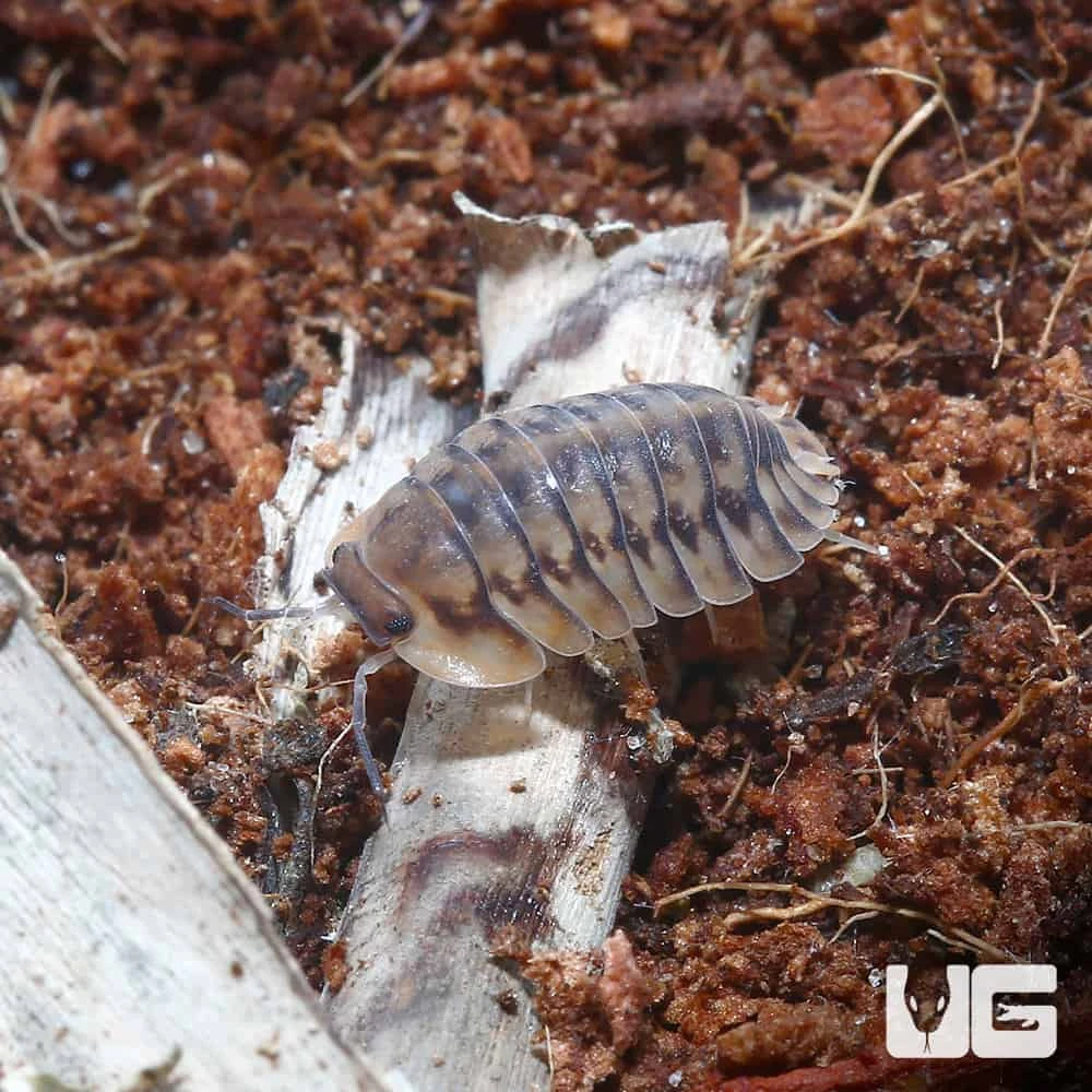 Yellow Tiger Isopods - Image 3