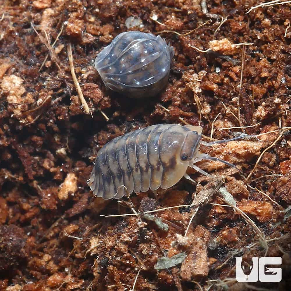 Yellow Tiger Isopods - Image 4
