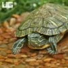 Yearling Cumberland Slider Turtle