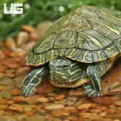 Yearling Cumberland Slider Turtle