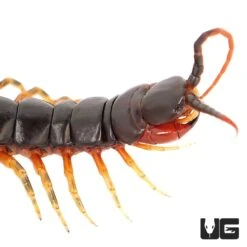 Darwin’s Goliath Centipede