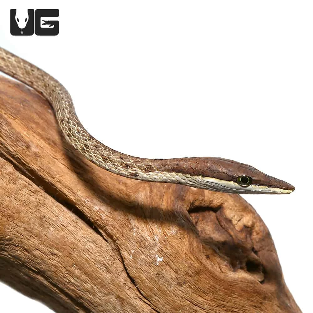 Daudin’s Vine Snake