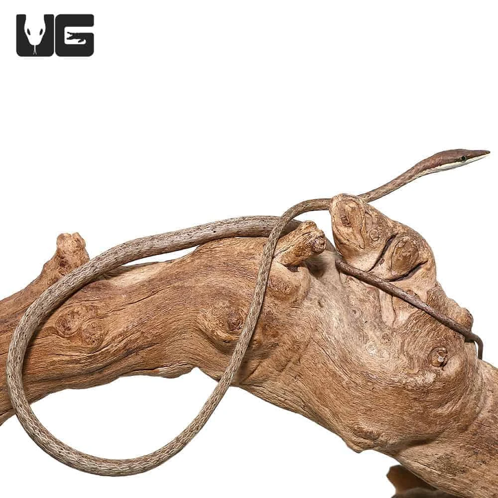 Daudin’s Vine Snake - Image 2