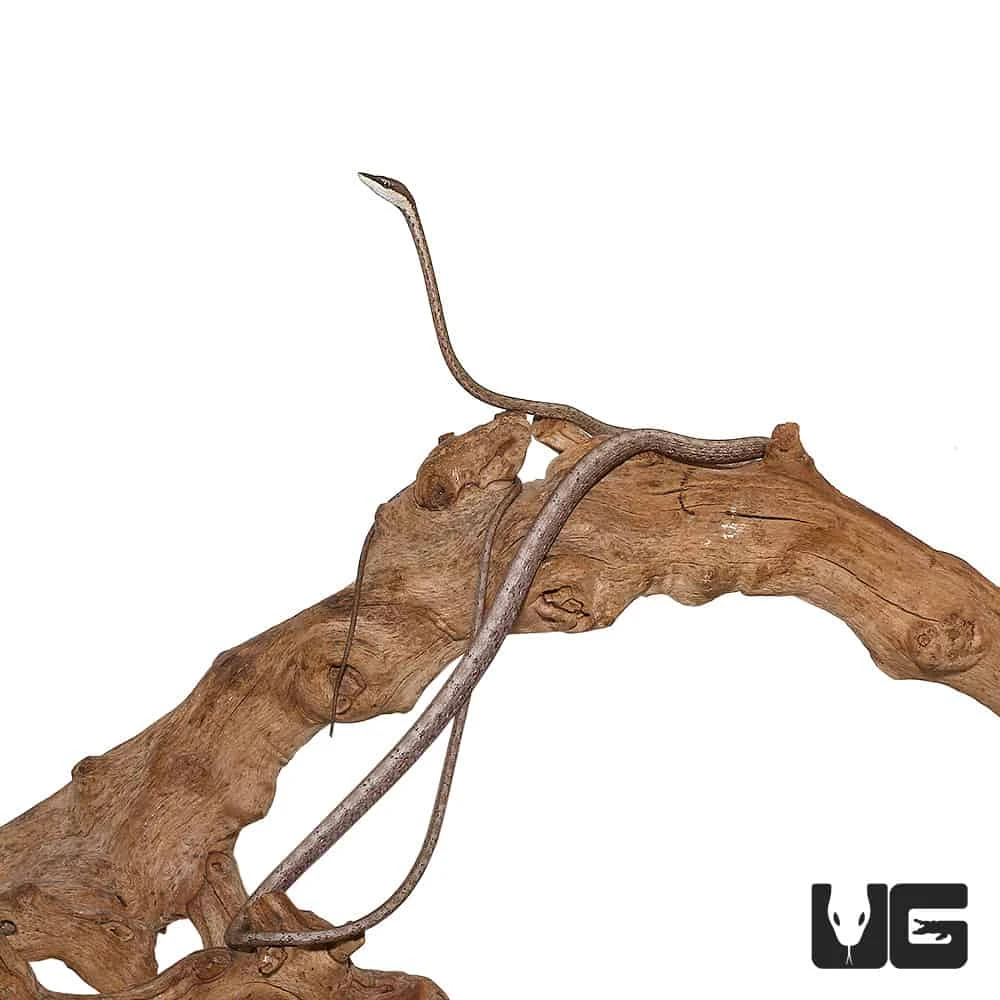 Daudin’s Vine Snake - Image 3